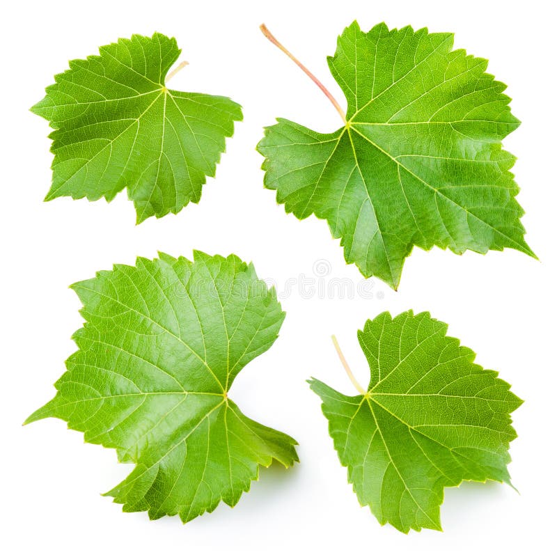 Grape leaves isolated on white. Collection stock photo Grape leaves isolated on white. Collection stock photo