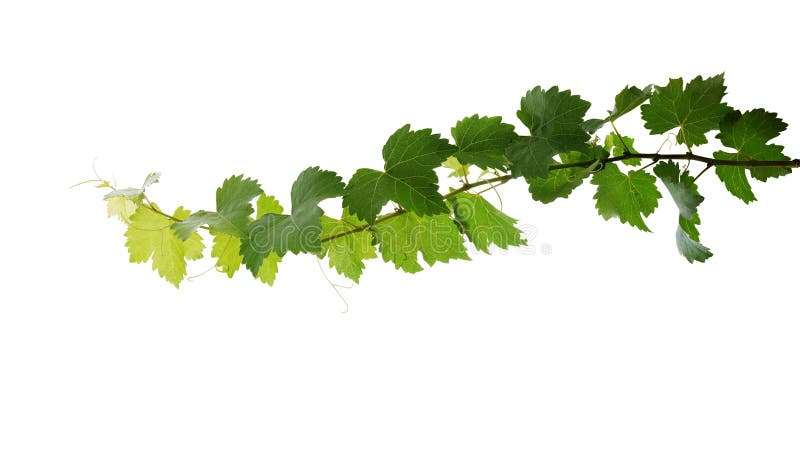 Grape leaves vine plant branch with tendrils isolated on white background, clipping path included