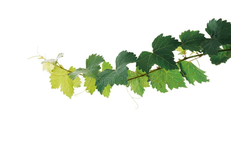 Grape leaves vine plant branch with tendrils isolated on white background, clipping path included