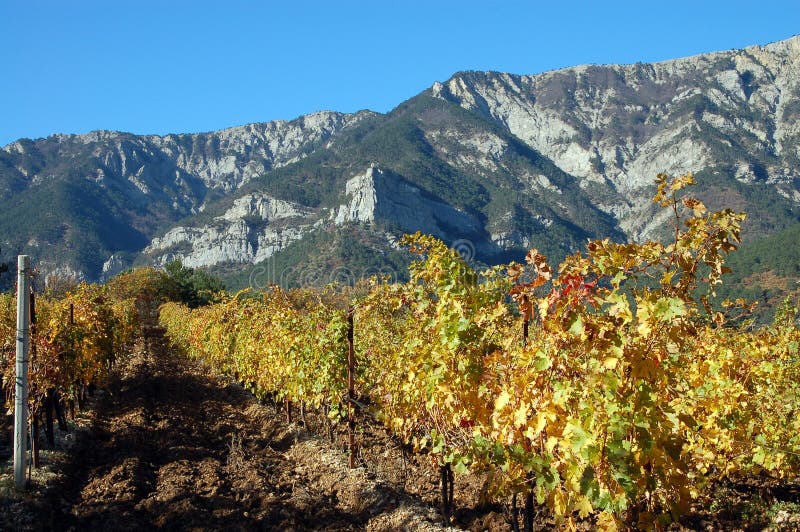 Zrnko vína nejblíže hory.