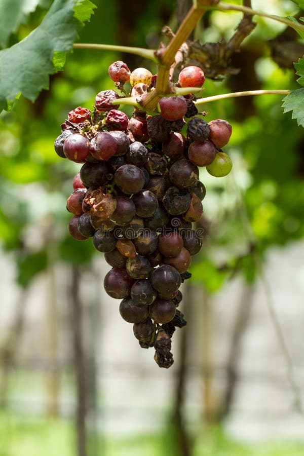 Grape pathology stock image. Image of agriculture, ripe 58300629