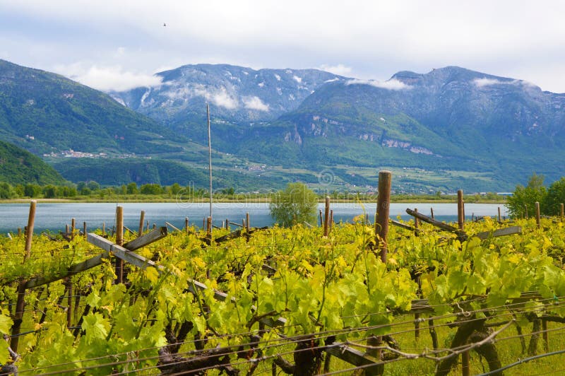 Grape plantation near Caldaro Lake in Bolzano/Bozen Sudtirol, Italy