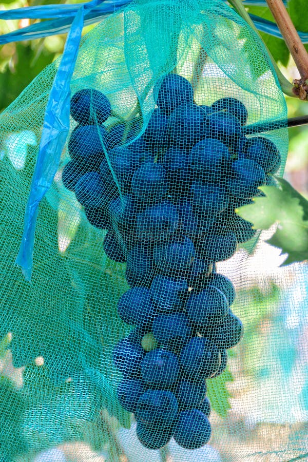 Grapevine Protected By Netting Stock Photo - Image of white, vineyard