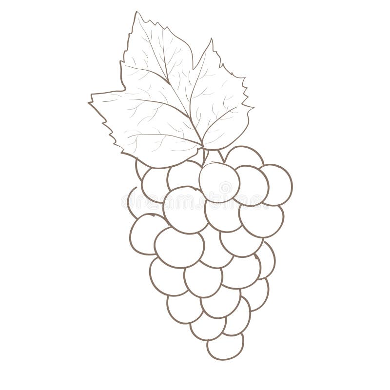 Download Grape Sketch Stock Illustrations - 8,056 Grape Sketch ...