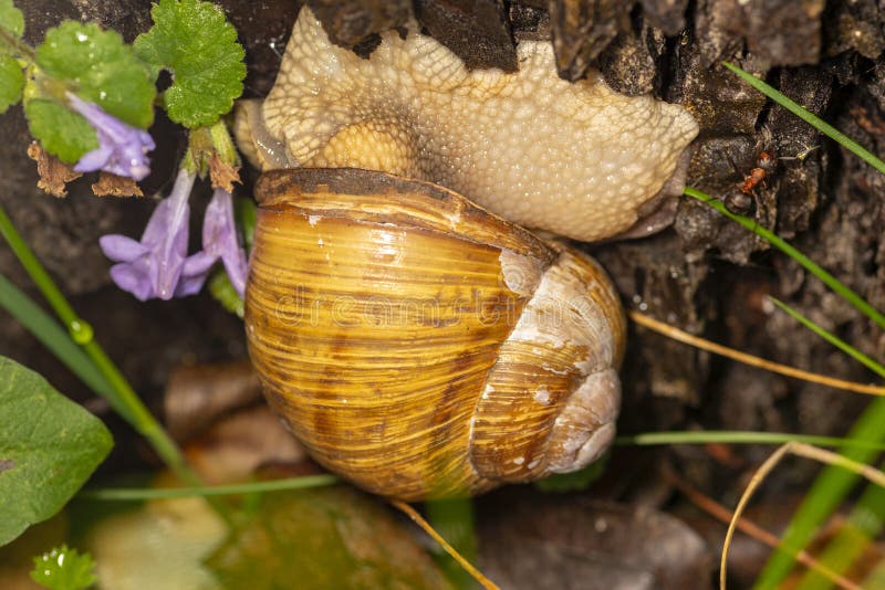Garden Snail Natural Habitat Stock Images Download 101 Royalty Free Photos