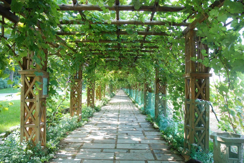 Grape Arbor stock photo. Image of wine, trail, tunnel 10630744