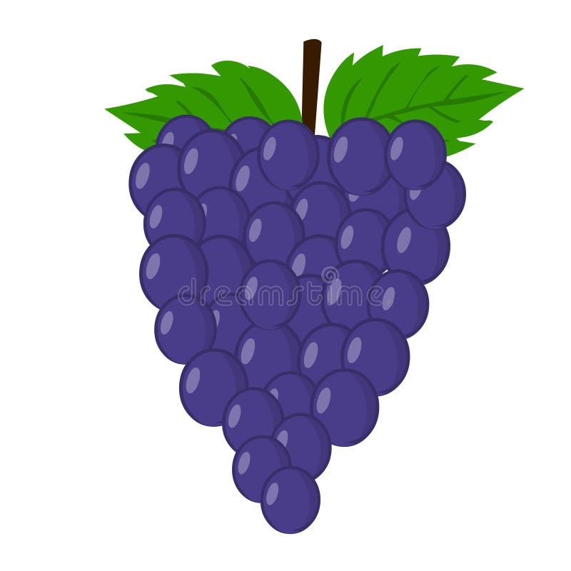 Grape vector.Fresh grape illustration. Grape vector.Fresh grape illustration vector isolated on white background vector illustration Grape vector.Fresh grape illustration. Grape vector.Fresh grape illustration vector isolated on white background vector illustration