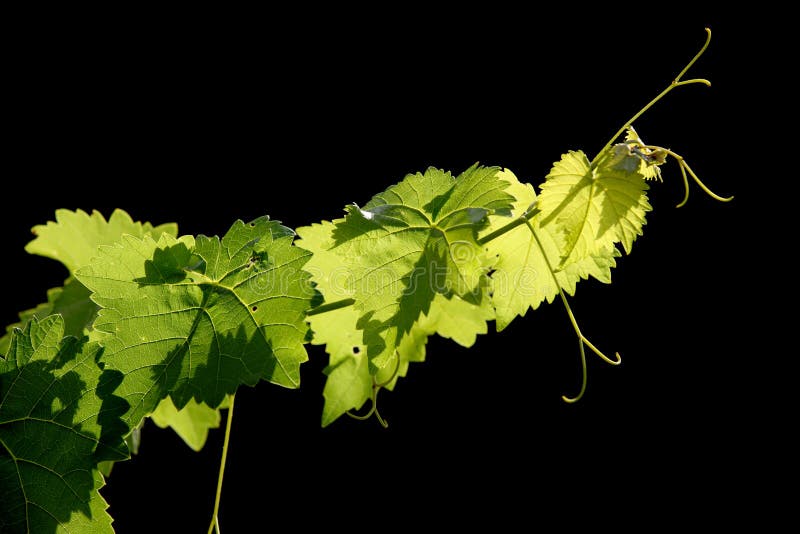 Grape Vine On Black Background Stock Image Image 36302757