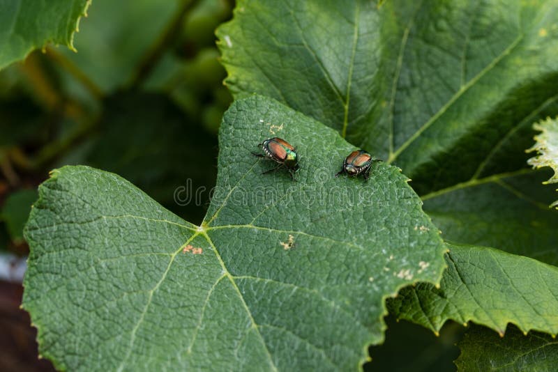 Grape Vine Destroyers are Back for a Visit Japanese Beetles Stock