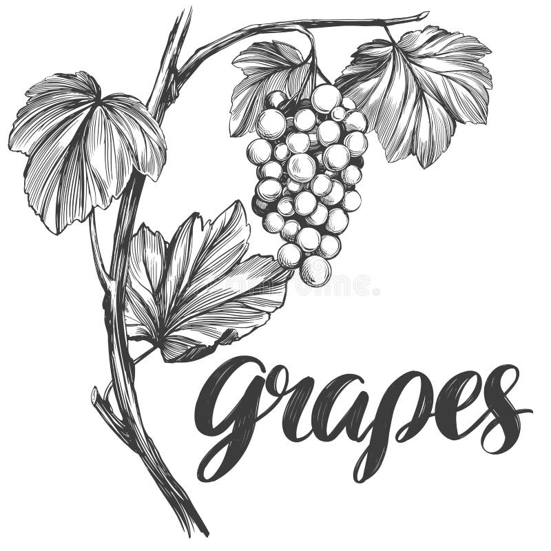 Picture of a grape vine hanging on a pole tied on two pillars with a lot of  grapes vintage line drawing or engraving illustration  Stock Image   Everypixel