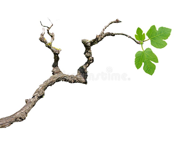 Grape vine isolated on white