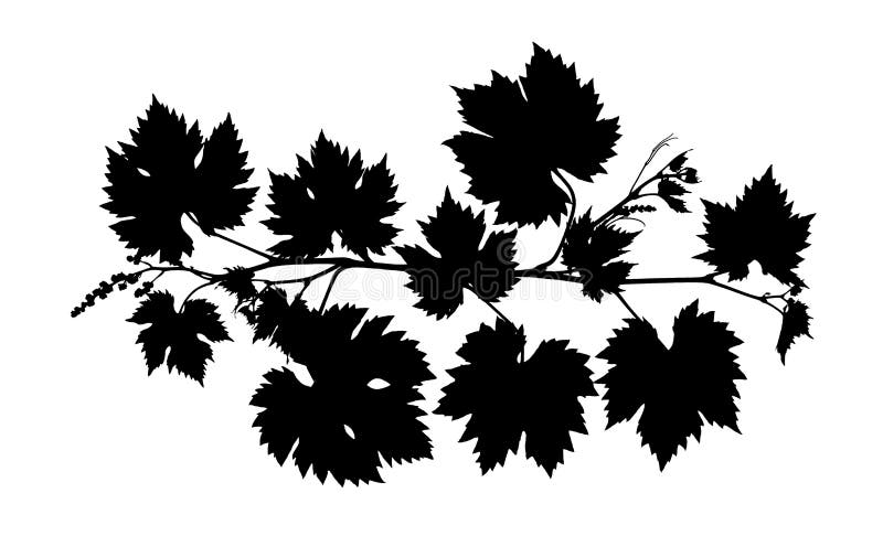 Download Grape Vine Leaves Black Silhouette Isolated White Background Stock Illustration - Illustration ...