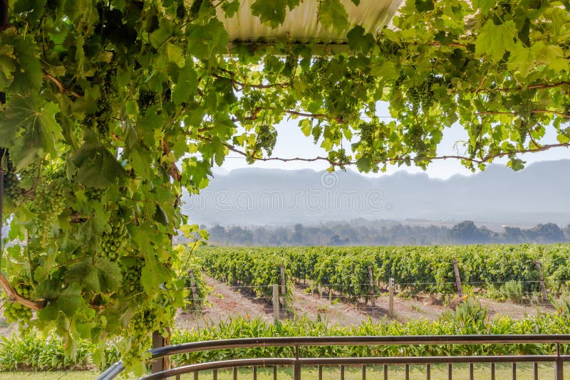 Grape vine on a roof trellis with verandah and a view over a grape vineyard on a sunny morning in Paarl, Western Cape South