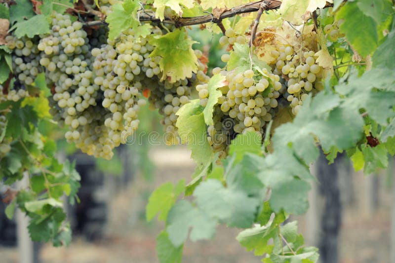 Grape vine yard stock image. Image of valley, grapevine - 97179909