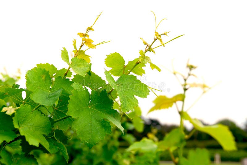 Grape vines royalty free stock photos