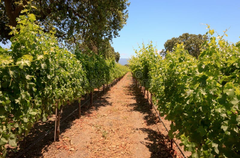 Grape vines, Santa Barbara County