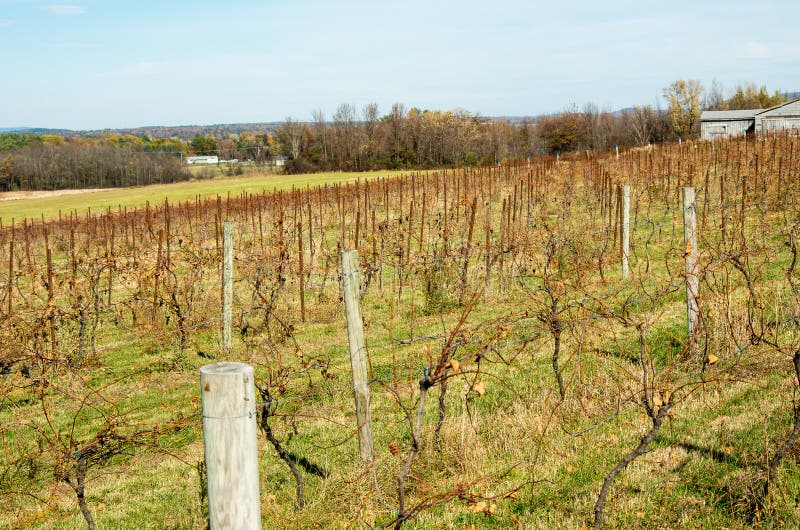 Grape Vines on a Vermont Vineyard Stock Image Image of stake