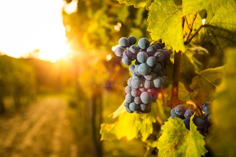 Penacho de uvas en vinedos el sol en.