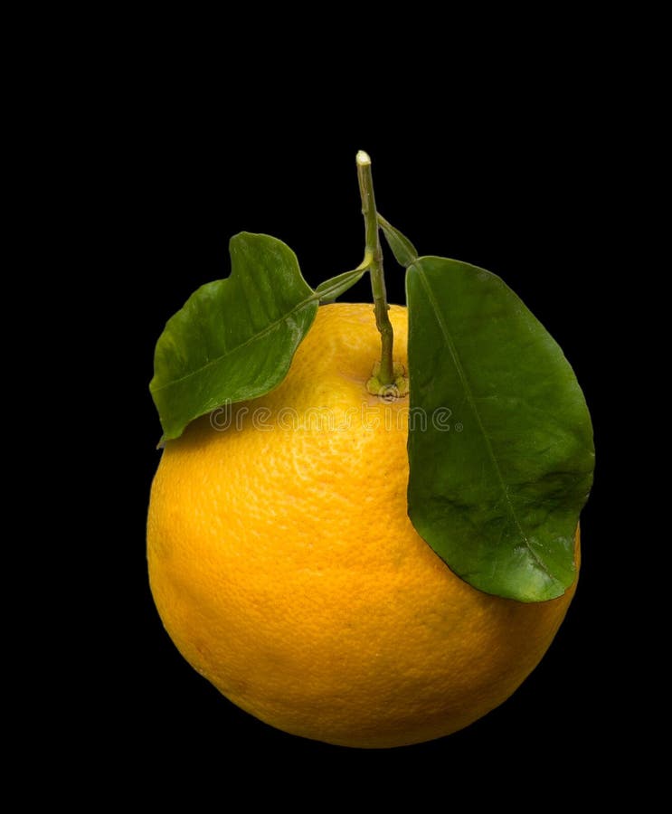 Sucking a lemon stock image. Image of lemon, florida, grocery - 155385