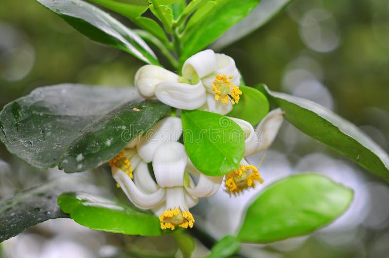 Grapefruit blossoms stock photo. Image of freshness, grapefruit 77335632