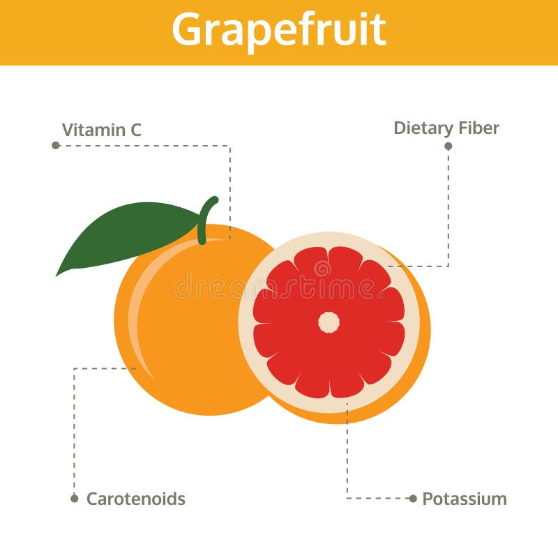 Grapefruit Nutrient of Facts and Health Benefits, Info Graphic Stock