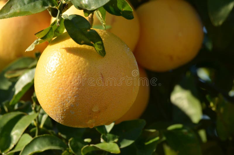 Grapefruit tree stock image. Image of tree, citrus, israel 36098189