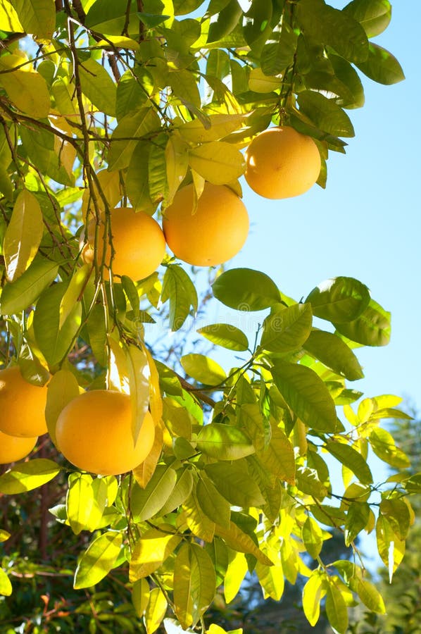 Grapefruit Growing Organic in Southern California Back Yard in Winter Time with Sunny Day, Blue Sky Background with room or space on side for copy, text, or words. Vertical and looking-up view. Grapefruit Growing Organic in Southern California Back Yard in Winter Time with Sunny Day, Blue Sky Background with room or space on side for copy, text, or words. Vertical and looking-up view