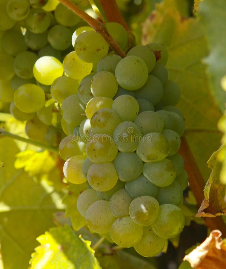 Grapes