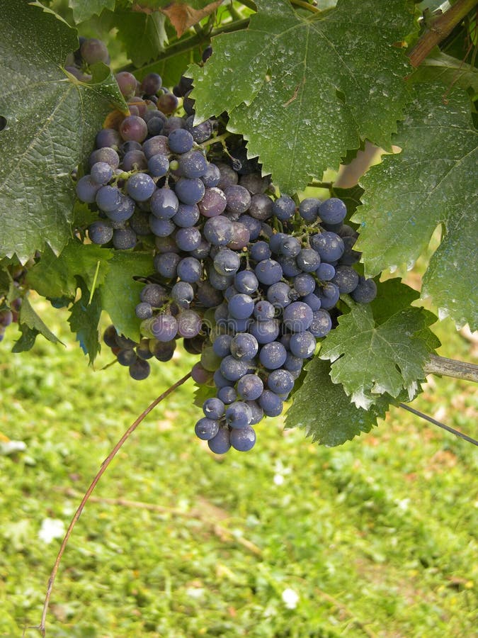 Grapes