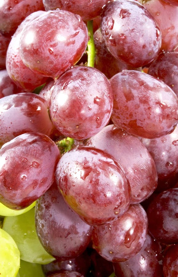 Grapes stock photo. Image of healthy, grapes, food, fresh 13228242