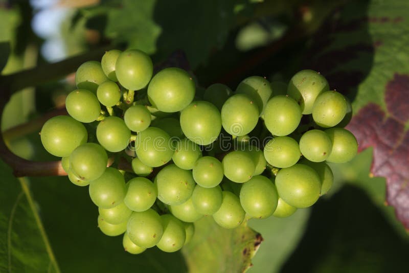 Grapes