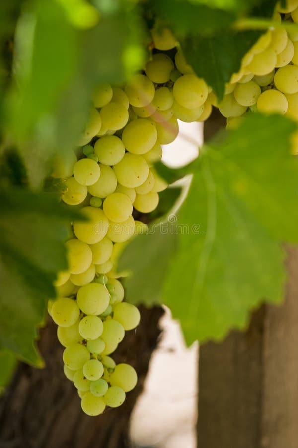 Grapes