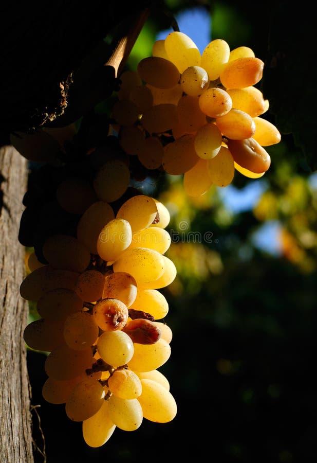 Grapes