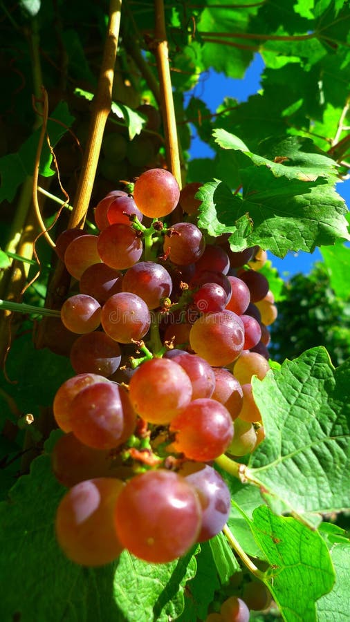 Grapes