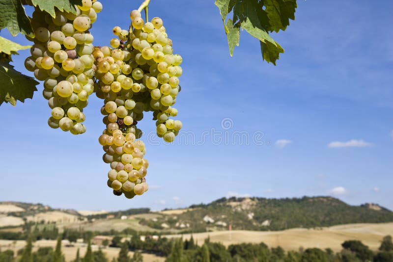 Grapes