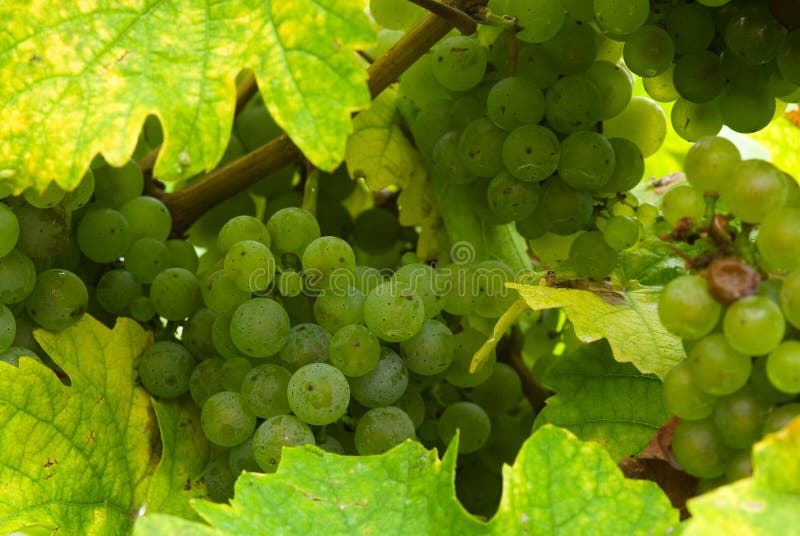 Grapes in autumn