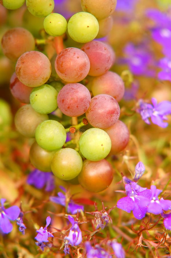 Grapes background