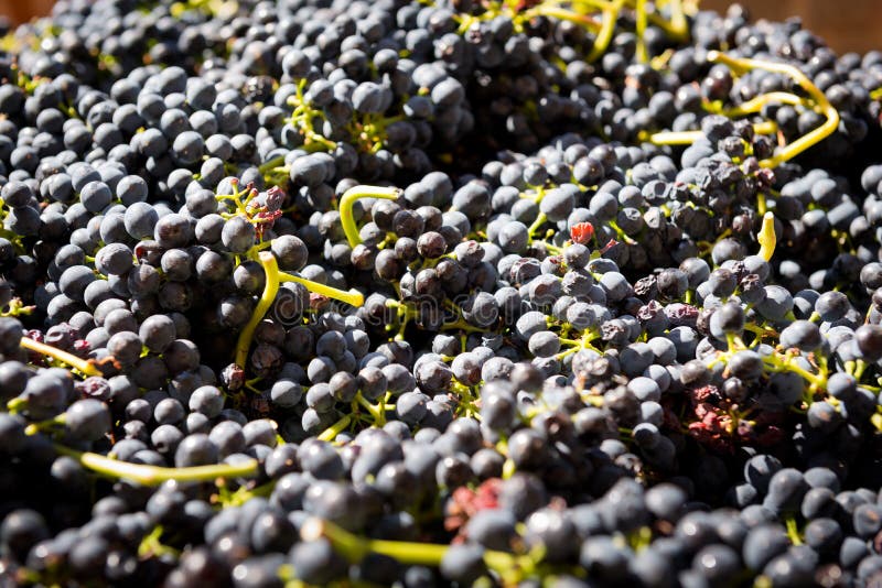 Wine Press with Red Grape Pomace Stock Image Image of viticulture