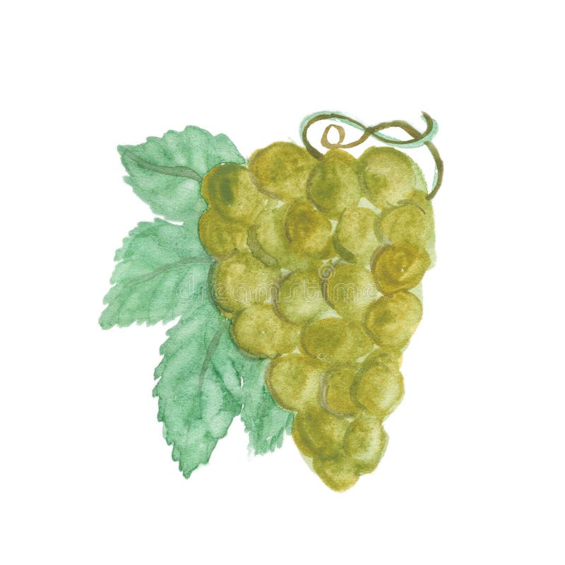 Grapes bunch isolated on white background vector illustration Grapes bunch isolated on white background vector illustration