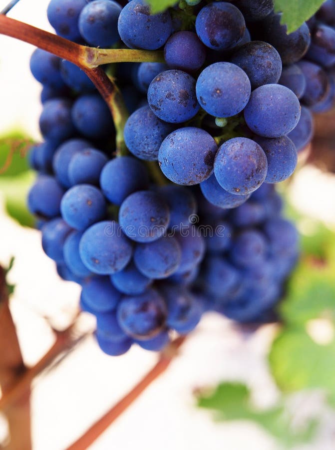 Grapes close-up