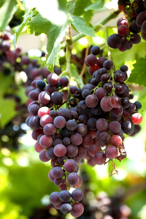 Grapes cluster stock photo. Image of berry, fruit, nature - 12461982