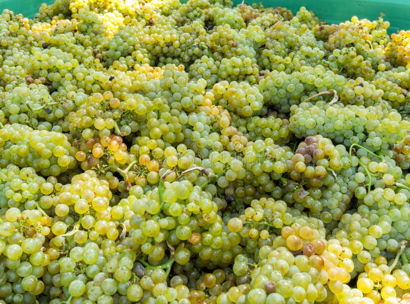 White grapes stock photo. Image of fresh, healthy, crop 99714760