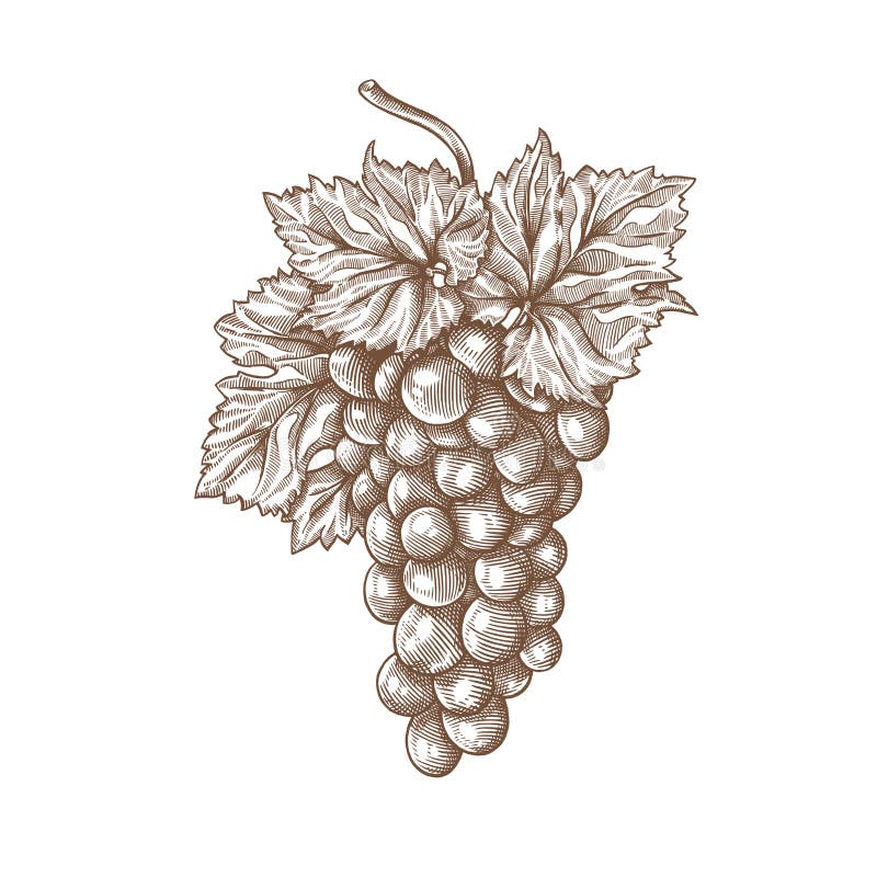 Grapes engraving