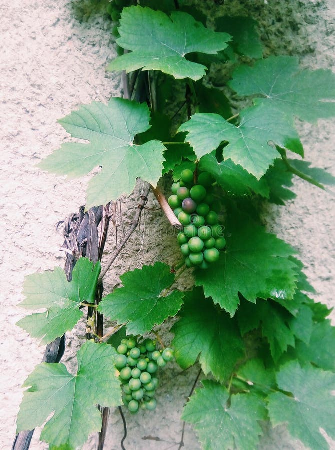 Grapes in the garden stock image. Image of home, still 123415099