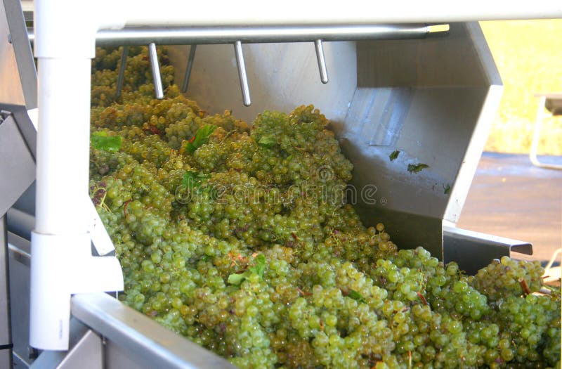 Zelené hrozno byť zoradené na ich ceste k víno stlačte tlačidlo.