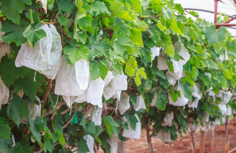 Grapes with green leaves on the vine royalty free stock photo Grapes with green leaves on the vine royalty free stock photo