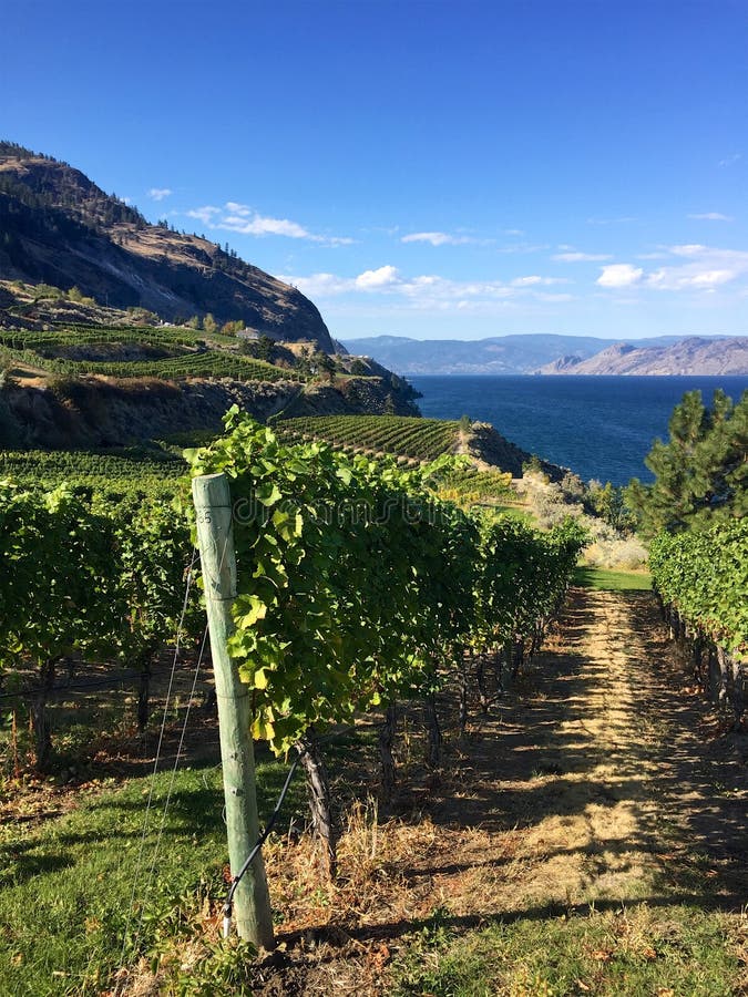 Grapes growing in British Columbia vineyard in autumn, Okanagan Lake