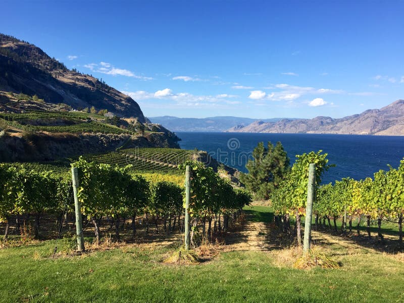 Grapes growing in British Columbia vineyard in autumn, Okanagan Lake