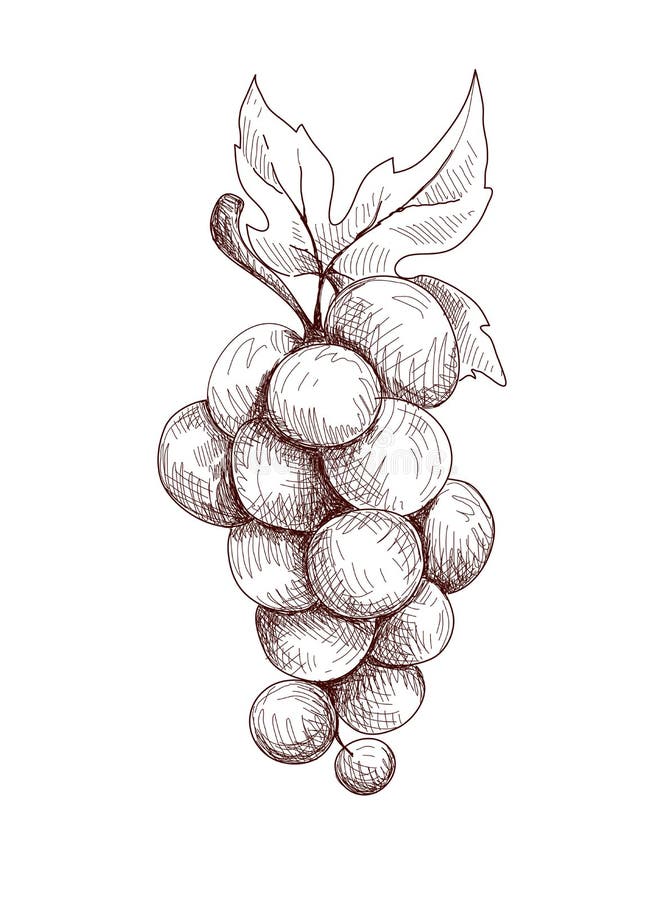 How to draw cherry and grapes basic — Steemit