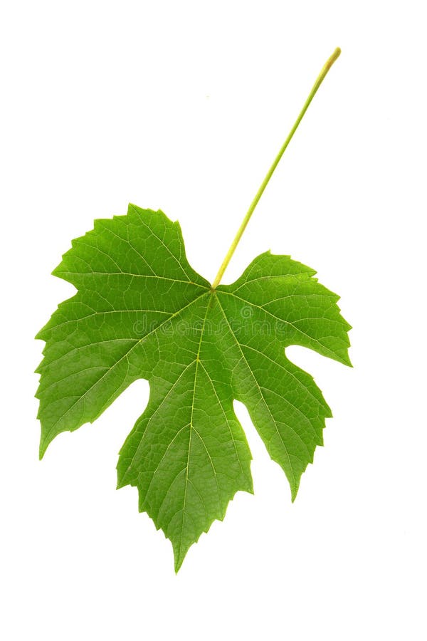 Grapes leaf
